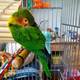 Brown Throated Conure