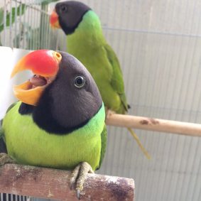 Slaty Headed Parakeet