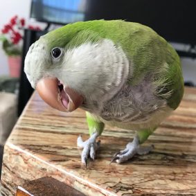 Buy Monk Parakeet