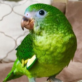 White Winged Parakeet