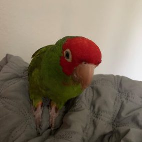 Baby Red Masked Conure Parrots