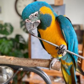 Blue-Throated Macaw