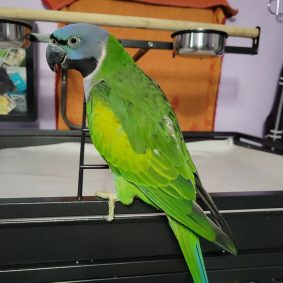 Buy Derbyan Parakeet